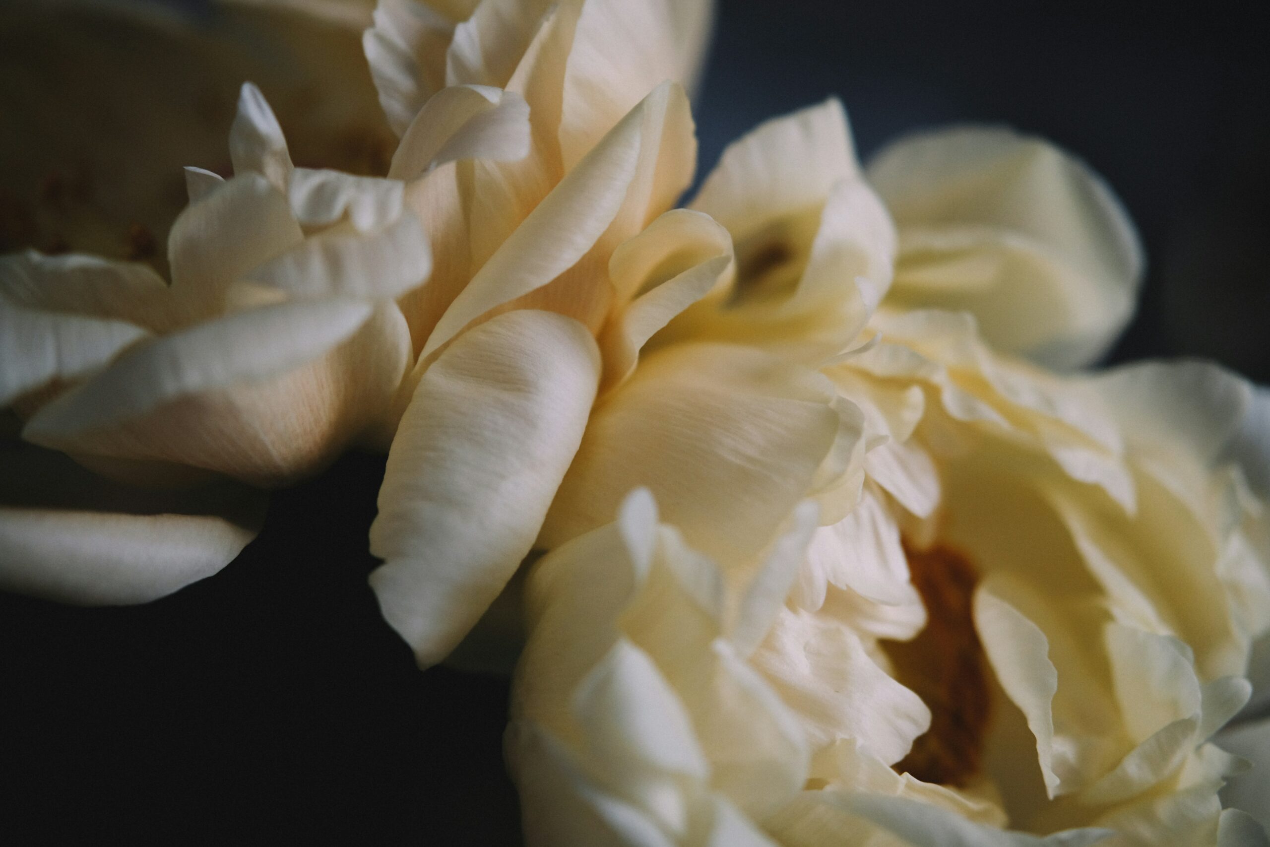 What Flower Colors Mean in Chinese Culture for Romantic Gifts