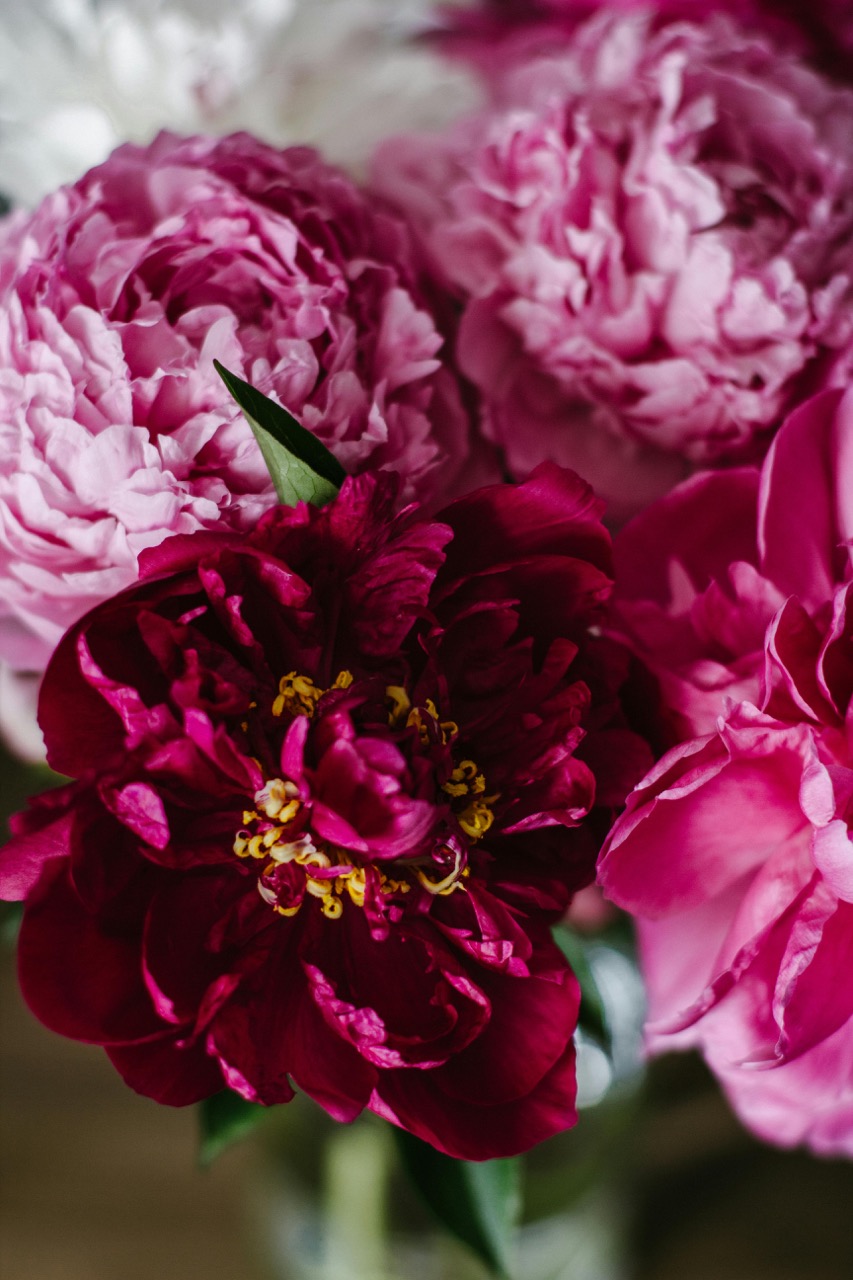 Flower Colors and Their Meanings for Birthdays