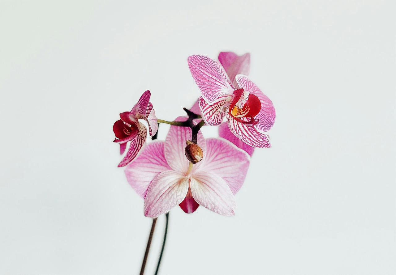 Orchids – A Beautiful Gift That Says “You’re a Great Friend”