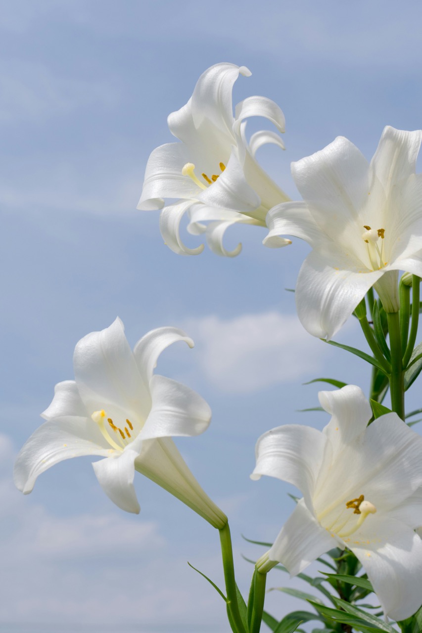 The Most Common Funeral Flowers in Hong Kong and Their Meanings